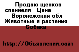 Продаю щенков спаниеля › Цена ­ 5 000 - Воронежская обл. Животные и растения » Собаки   